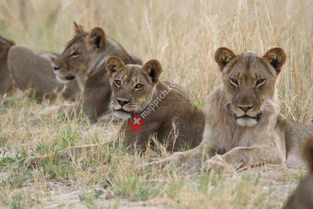 Africa Design Travel