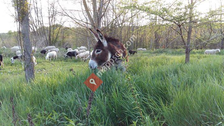 Alla scoperta degli asini