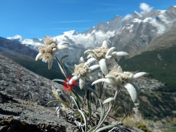 Alpenblumen-Promenade