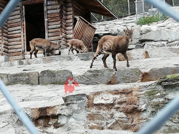 Alpenwildpark Interlaken