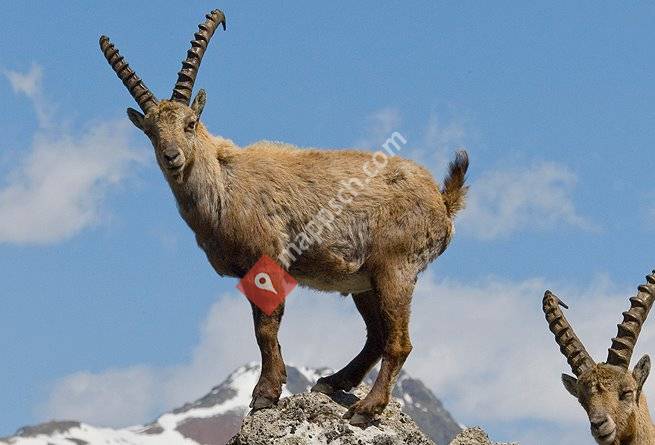 Aparthotel Chesa Munteratsch