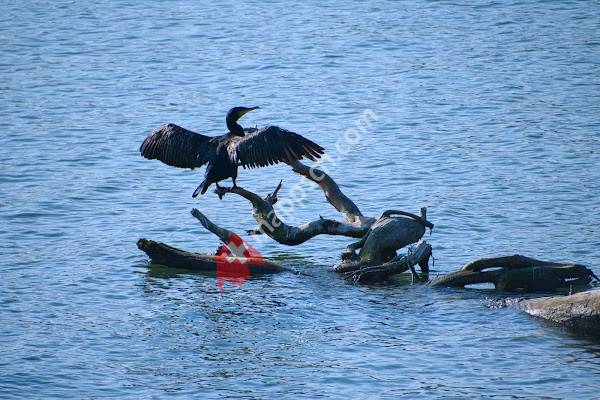 Beobachtungsturm Gwattlischenmoos
