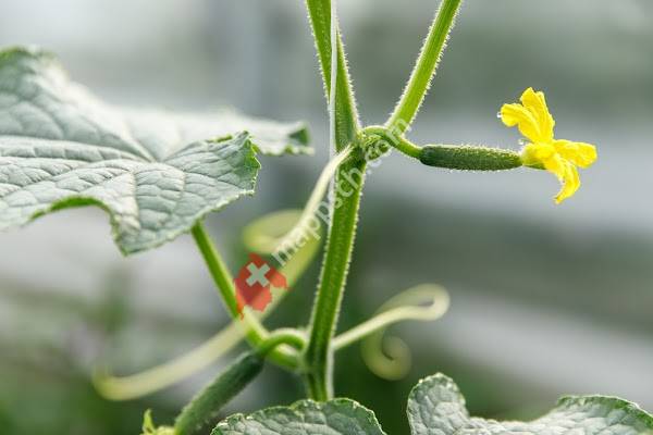 Biogarten Lieli