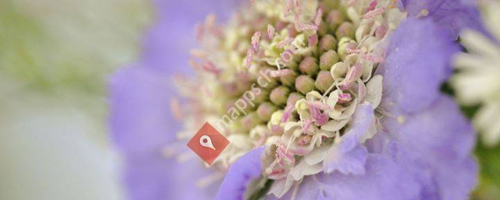 Blattstiel - Frühling ist immer