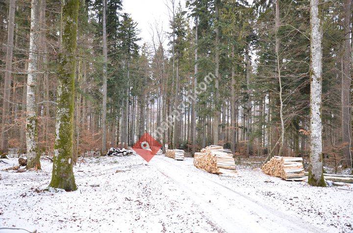 Bois de Feu Epar&bois SA