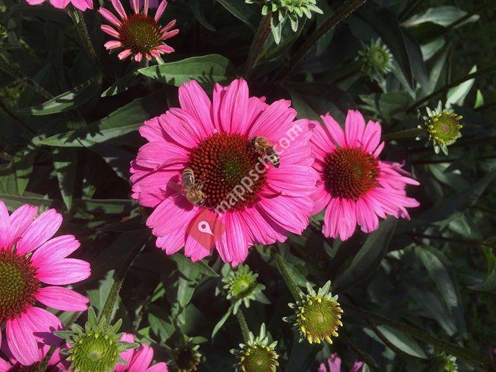 Bündner Bienenzüchterverband