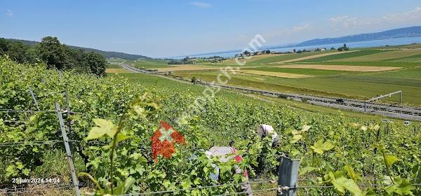 Camilien Gaille - Domaine Didier Gaille