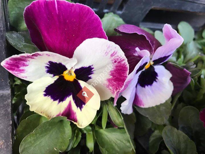 Denner satellite des Haudères