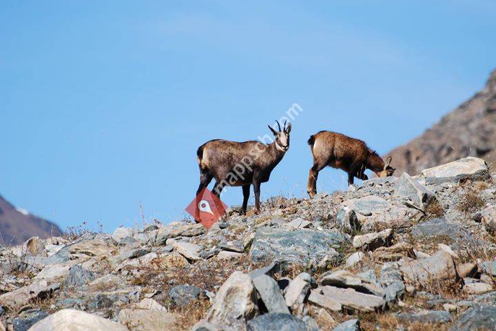 Diana, Chasse & nature