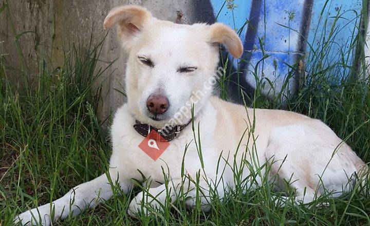 Dogsitting & Dogwalking