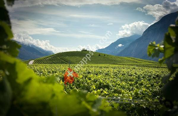 Domaine Claudy Clavien