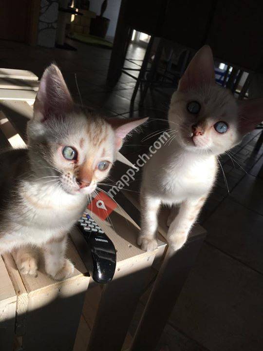 Elevage Bengal Fauve Sacré Agué Latorre Rouge