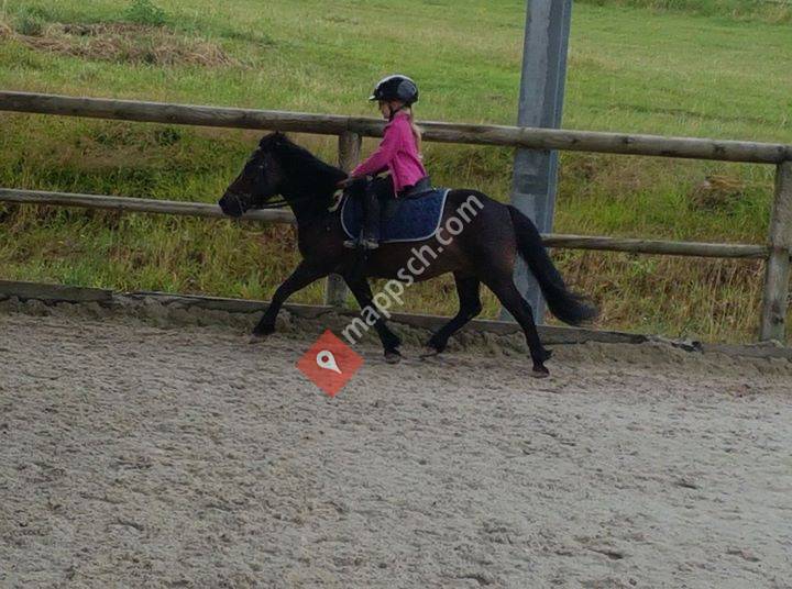 Elevage de Noval Shetland