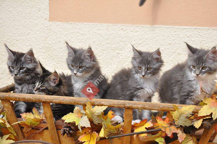 Elevage Inlove - Maine Coon