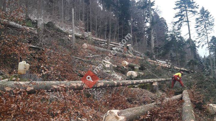 Entreprise forestière Gaille