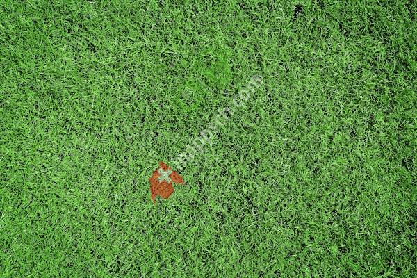 FC Bünz-Maiengrün