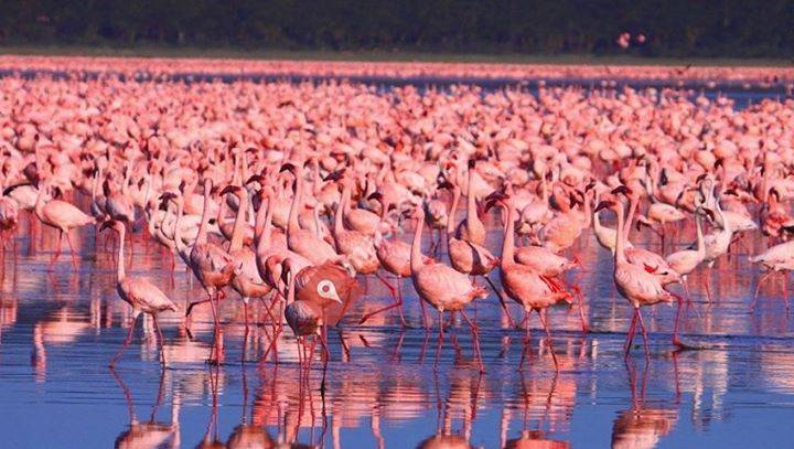 Flamingofarm am Hagneck-Kanal