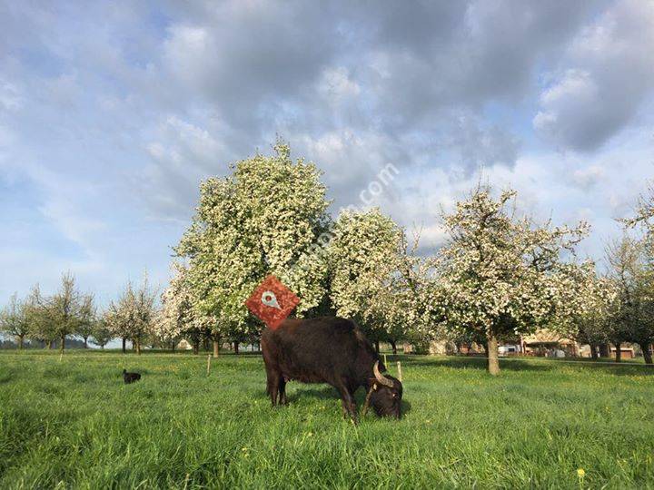 Gabler's Büffeloase