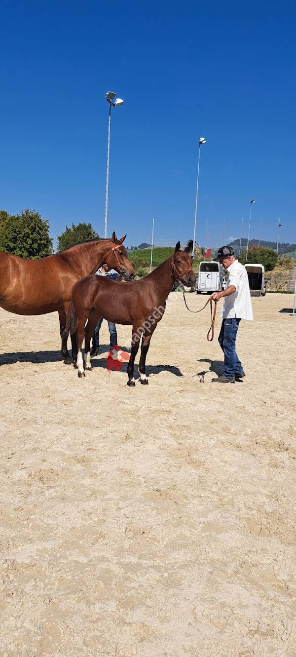 Genossenschaft Pferdesportanlage Sense- Oberland