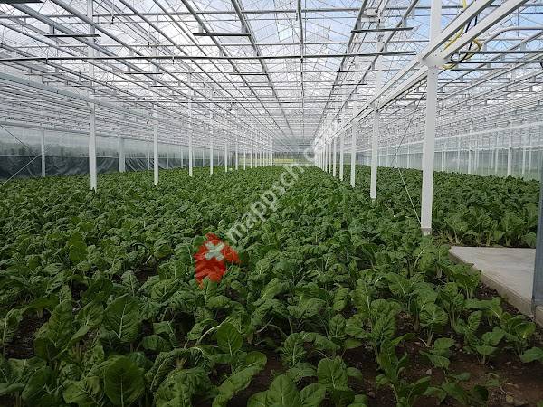 Gerber Bio Greens AG