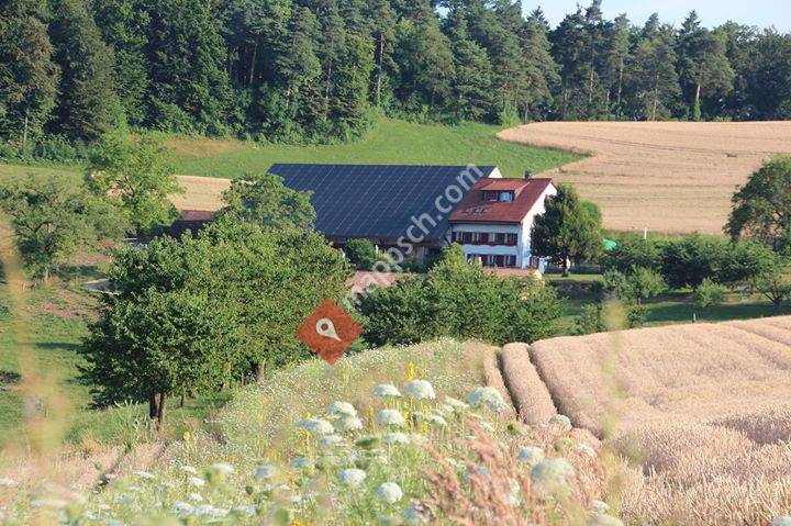 Gisiberg Kuherlebnisse