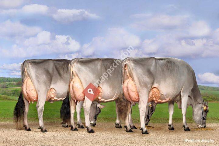 Global View Genetics