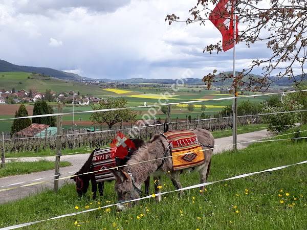 Graf & Gräfin Hofgut / Picknick mit Esel
