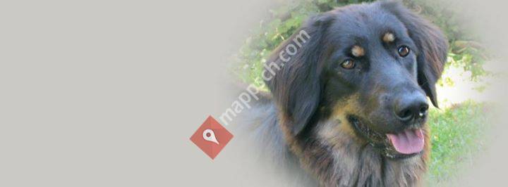 Hovawarte vom Aubachwald