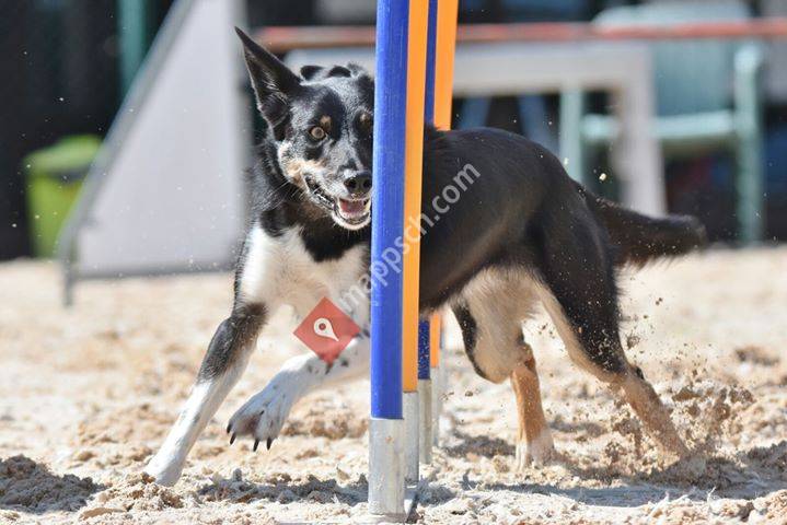 Hundeausbildung-hess