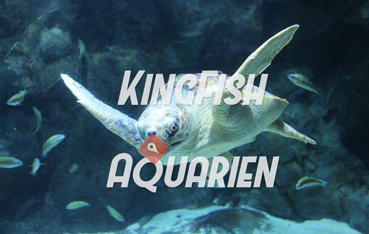 KingFish Aquarien