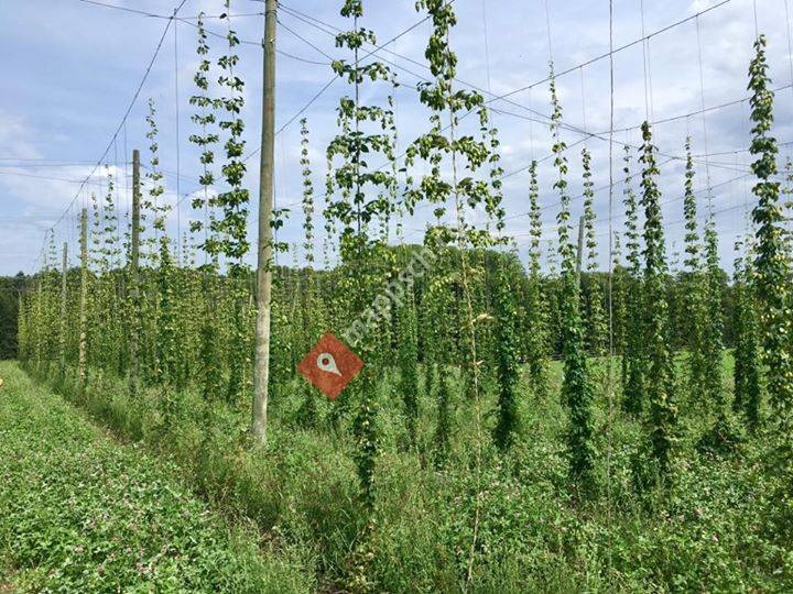 La houblonnière maraîchère