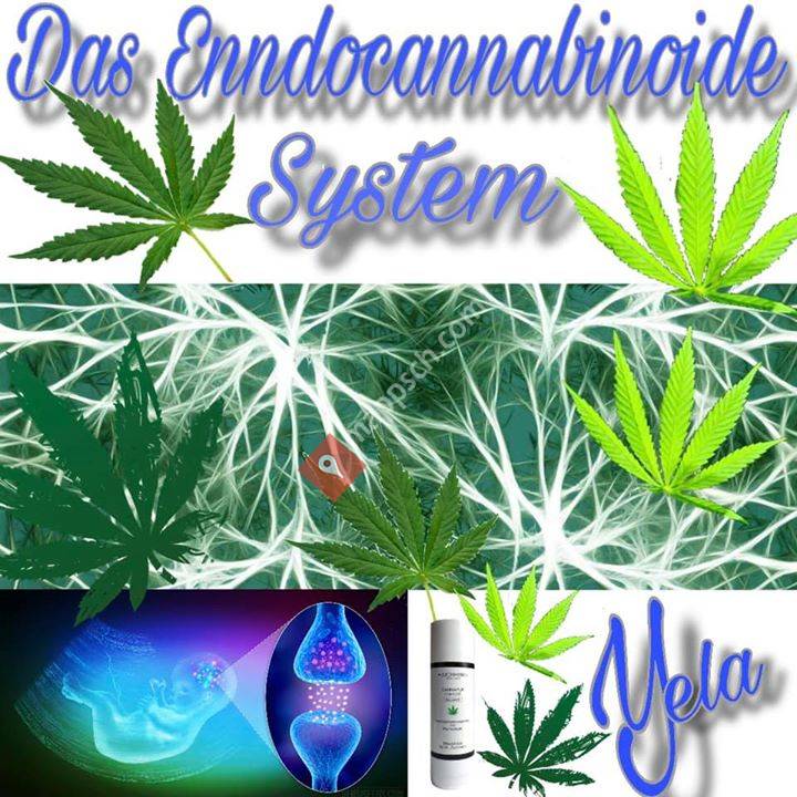 Lebst Du schon Cannabinoid?