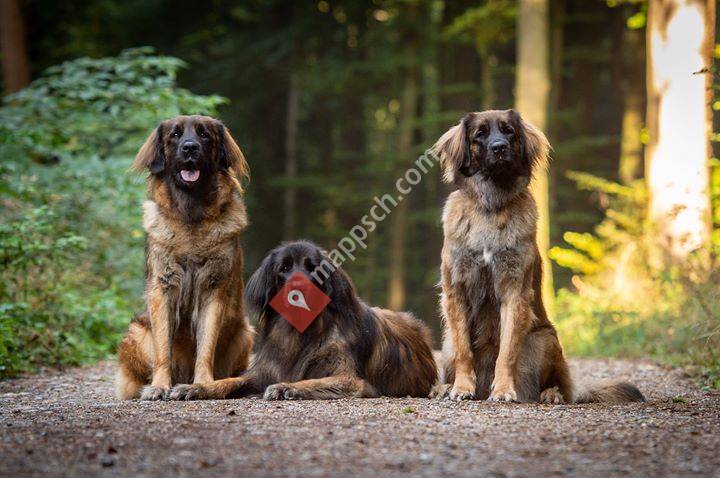 Leonberger of charming-lions