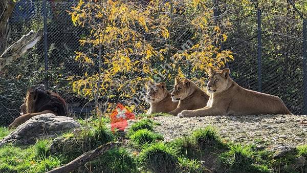 Löwenanlage & Zooschule Walter Zoo