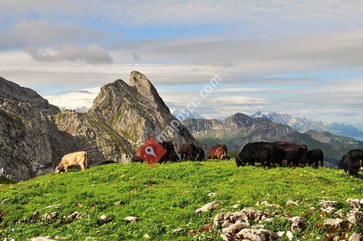 Melchtaler-Angus
