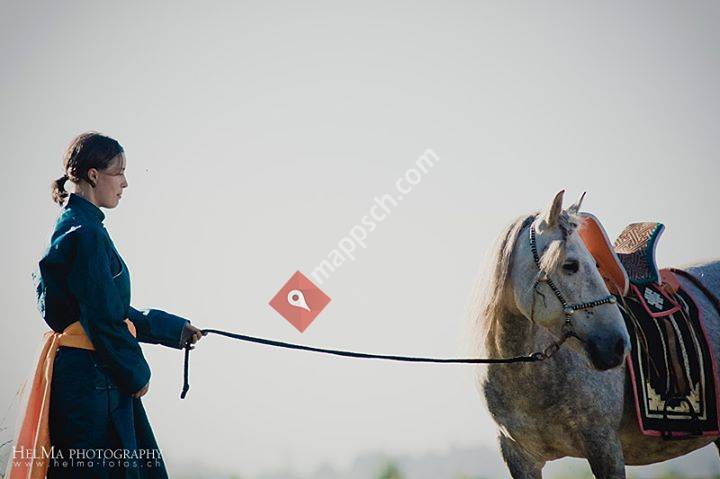 Mongolische Pferde Havar