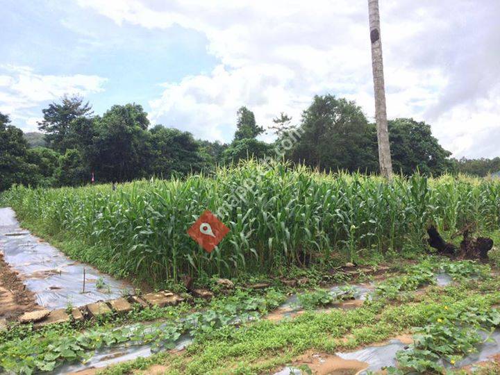 MSS Goldmagnet Enterprise