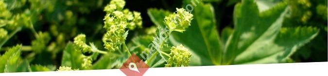 Naturheilkunde Lahina