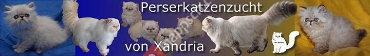 Perserkatzenzucht von Xandria