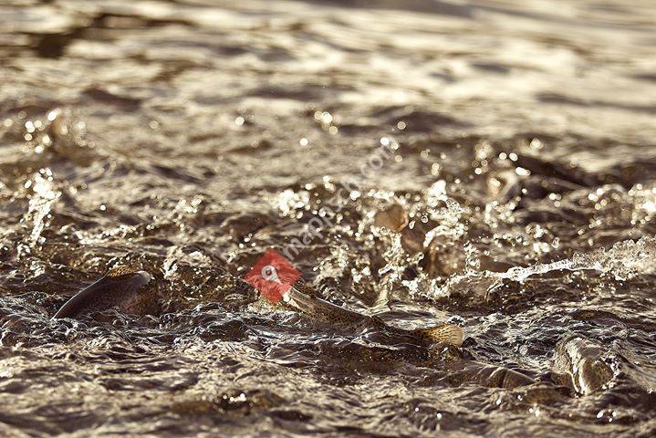 Quellpark Kundelfingerhof