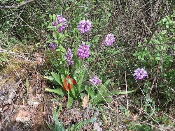 Réserve Naturelle du Moulin de Vert
