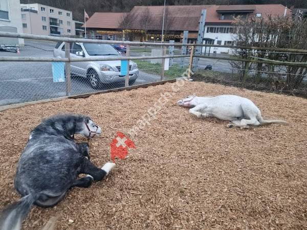 Reitsportzentrum alte Mühle GmbH