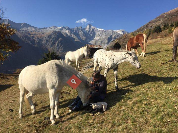 Reittherapie Tierliebe