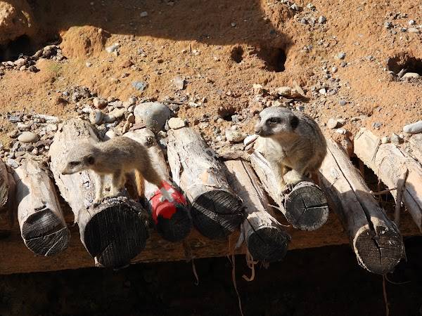 Savannenhaus Walter Zoo