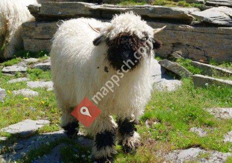 Schwarznasen vom Fallentor