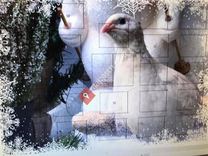 Sheila's Wachteleier