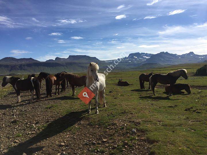 Tiereganznah.ch - Tierkommunikation - Tiergespräche & Ausbildung