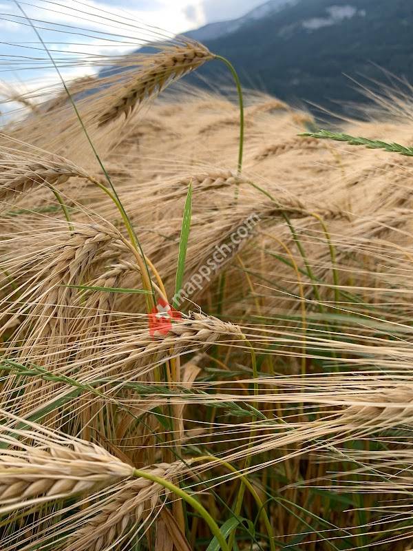 Tierheim + Tierhotel Arche