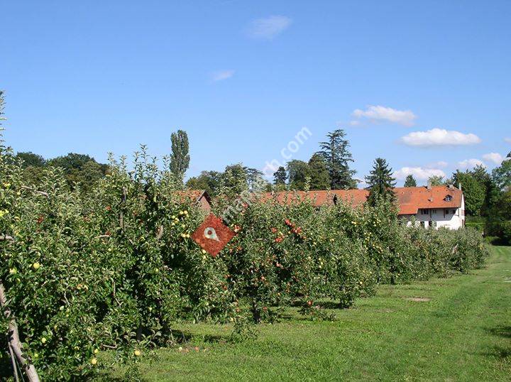 Verger de Saint-Loup