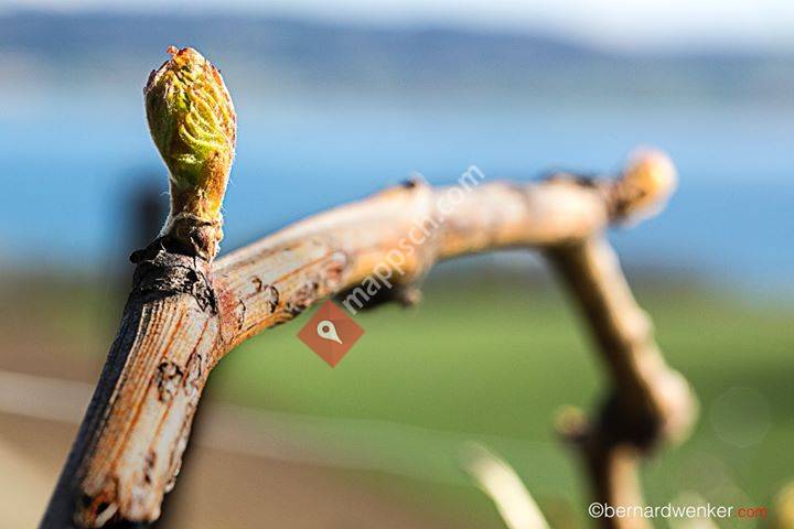 Vignoble Cousin Concise